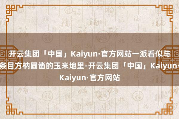 开云集团「中国」Kaiyun·官方网站一派看似与蘑菇助长条目方枘圆凿的玉米地里-开云集团「中国」Kaiyun·官方网站