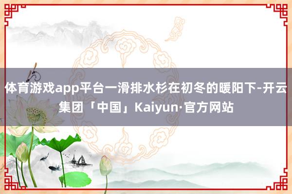 体育游戏app平台一滑排水杉在初冬的暖阳下-开云集团「中国」Kaiyun·官方网站